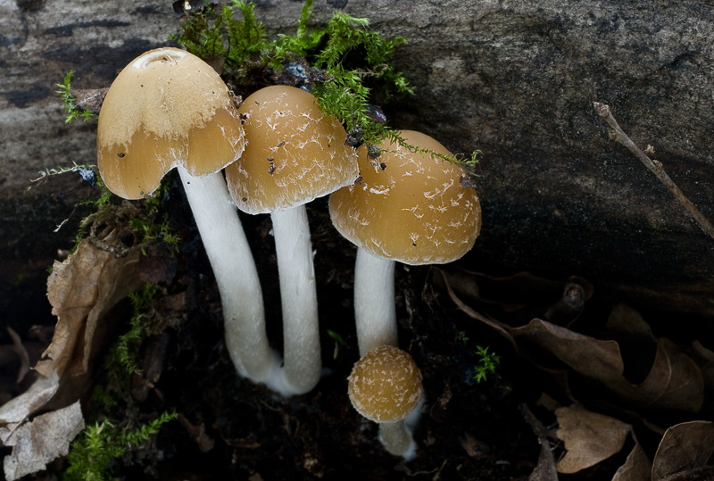 Psathyrella candolleana